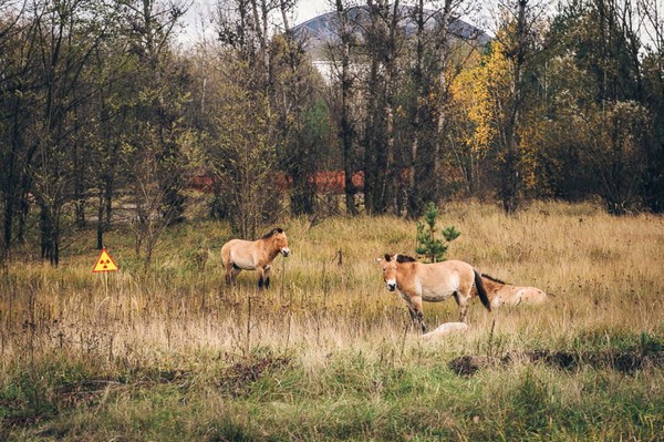 Лошади Пржевальского в зоне отчуждения Фото Майкла Коеттера, Flickr