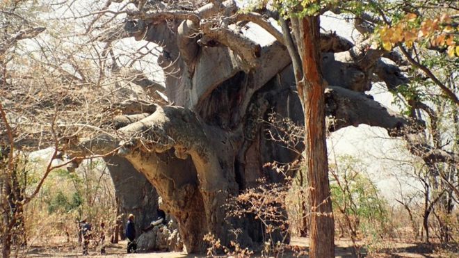  Панке - предположительно самый старый баобаб в Африке - на фото 1997 года. Дерево погибло. 