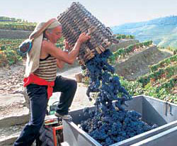 В долине Дору культивируется несколько десятков сортов винограда, используемых в винтаже портвейнов