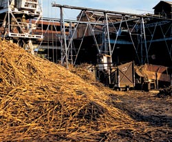 Ручная уборка тростника &mdash; процесс трудоемкий, поэтому практически все его этапы &mdash; от уборки до переработки &mdash; механизированы. Фото: AGE/EAST NEWS